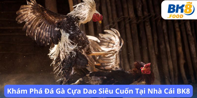 Khám Phá Đá Gà Cựa Dao Siêu Cuốn Tại Nhà Cái BK8