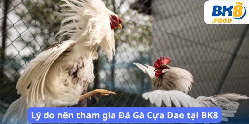 Lý do nên tham gia Đá Gà Cựa Dao tại BK8