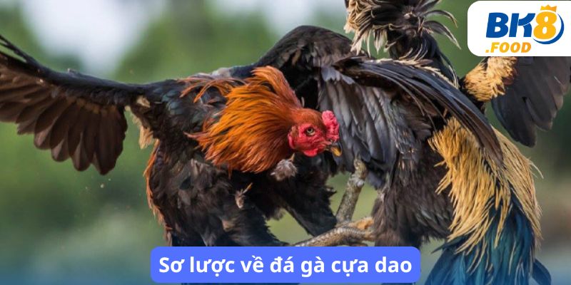 Sơ lược về đá gà cựa dao